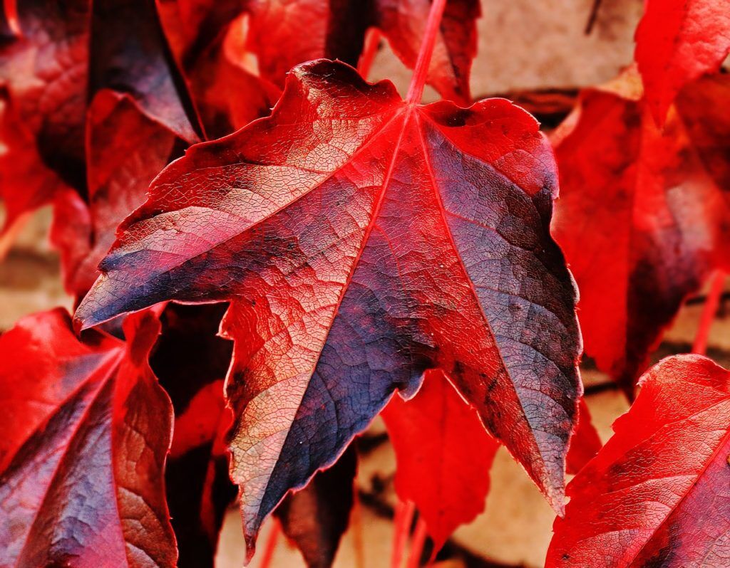 Closeup of red maple leafs showing fall colors